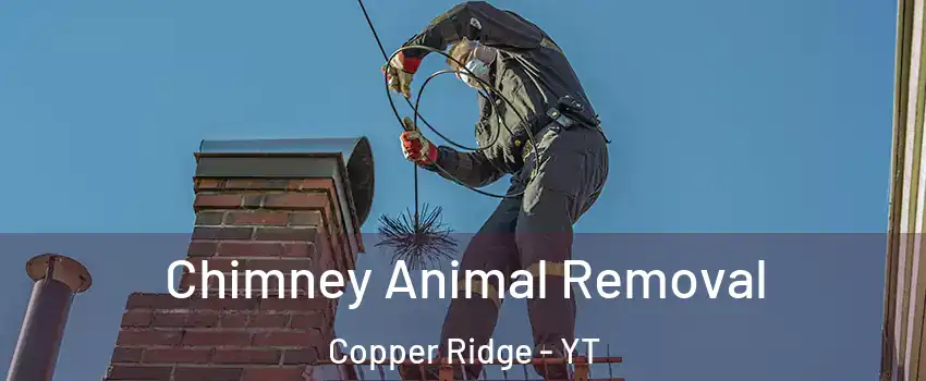  Chimney Animal Removal Copper Ridge - YT