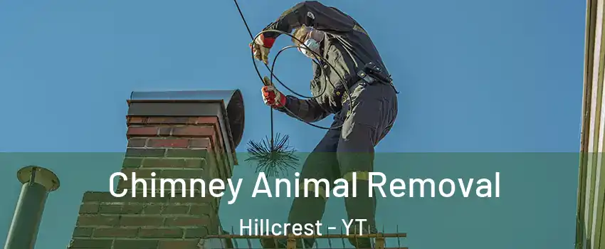  Chimney Animal Removal Hillcrest - YT