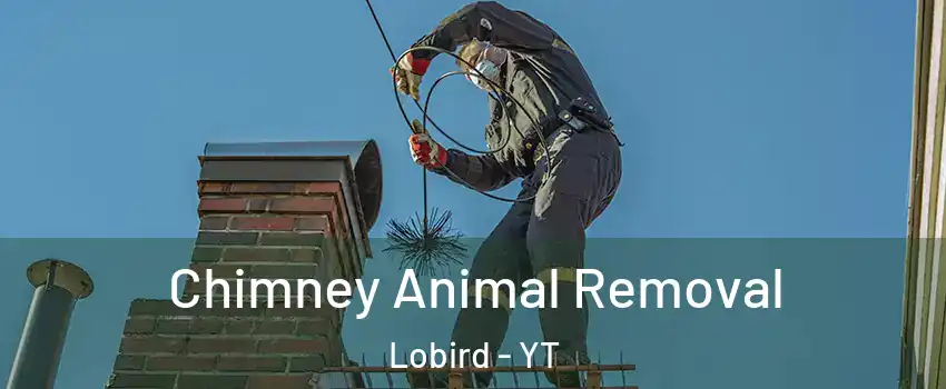  Chimney Animal Removal Lobird - YT