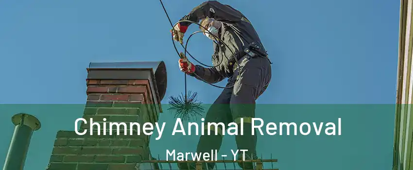  Chimney Animal Removal Marwell - YT