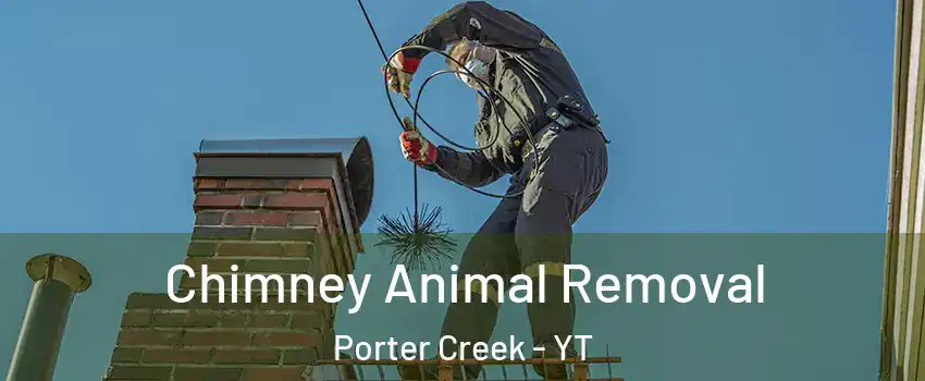  Chimney Animal Removal Porter Creek - YT
