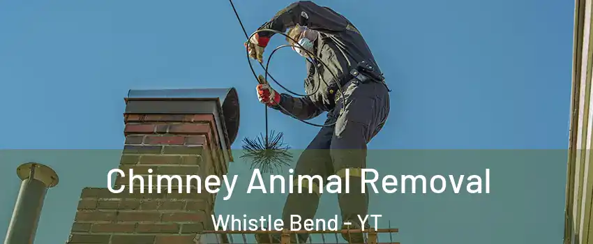  Chimney Animal Removal Whistle Bend - YT