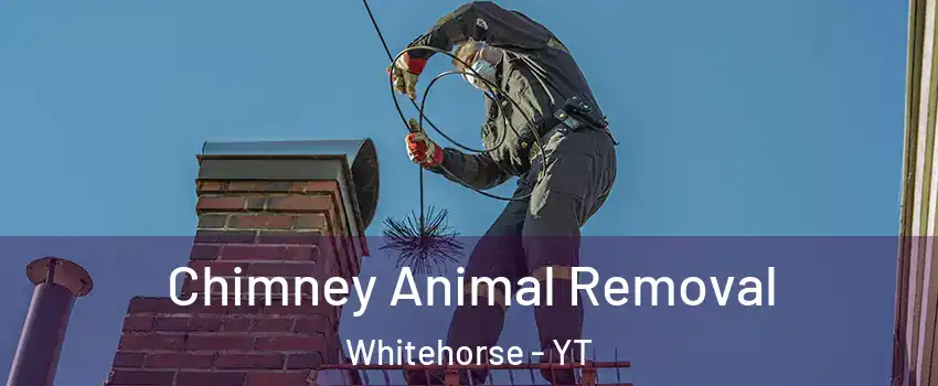  Chimney Animal Removal Whitehorse - YT